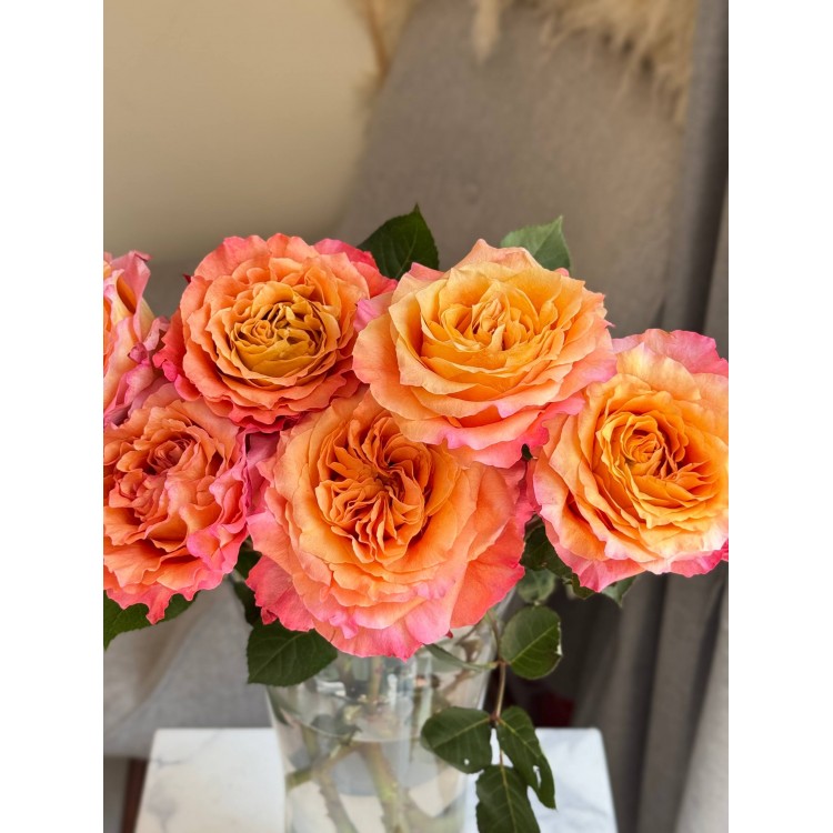Rose peach