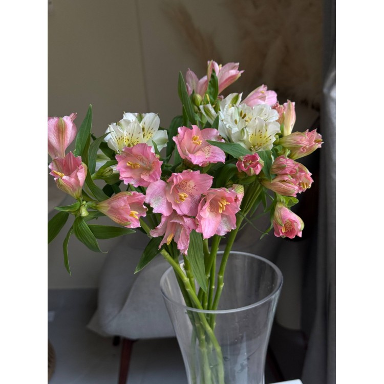 Alstromeria mix