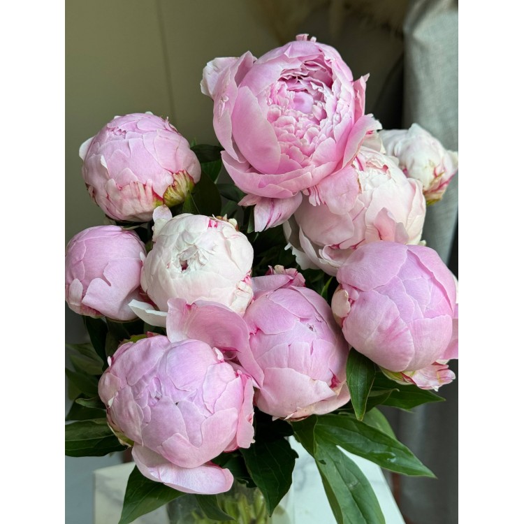 Pink piony