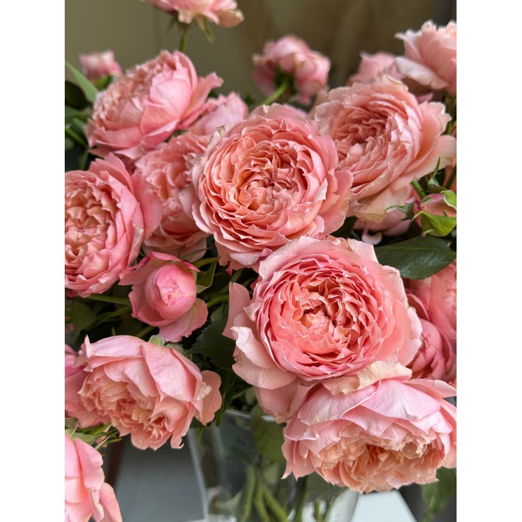 Piony spay roses Julietta